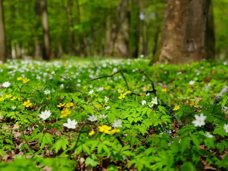 Spring scene